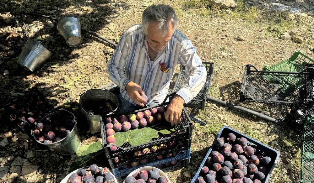 Antalya’da Bursa siyahı incirde hasat sezonu sona erdi