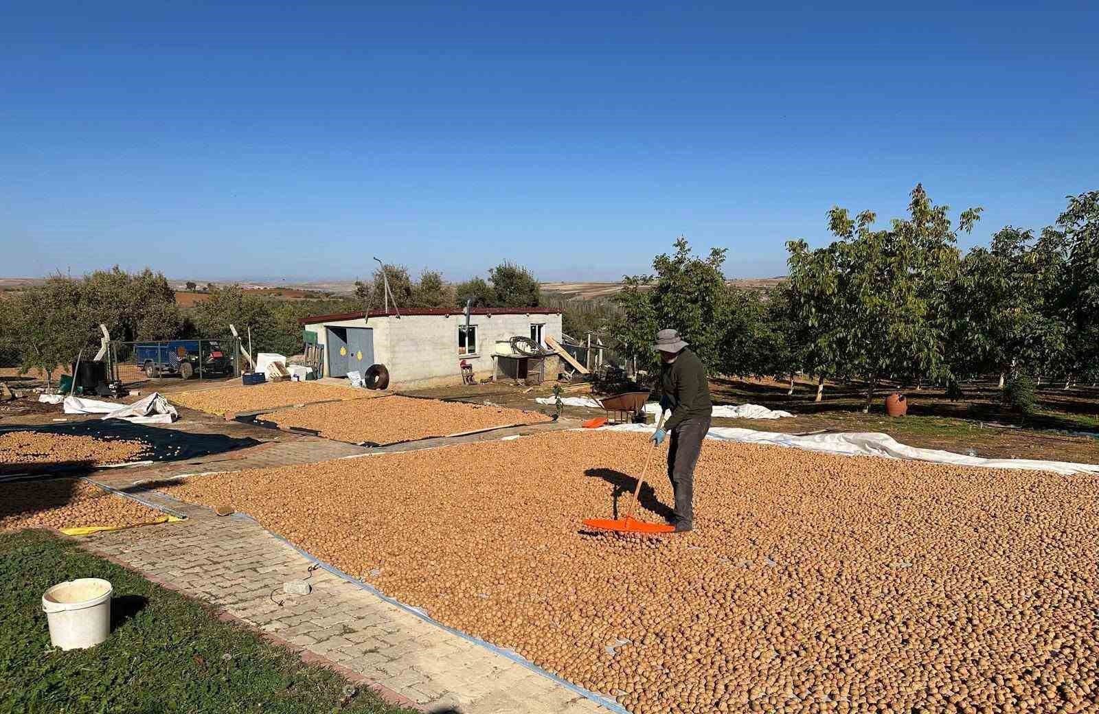 Beyşehir’de ceviz mesaisi hızlandı