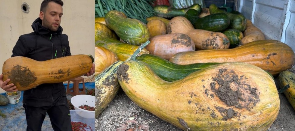 30 kilogramlık Kıbrıs bal kabağı yetiştirildi