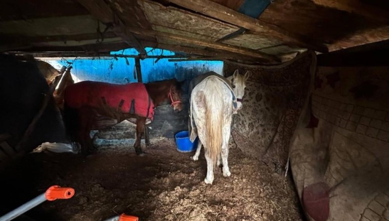 5 at kurtarıldı, 2 kişi gözaltına alındı