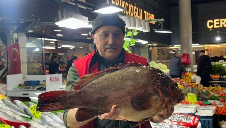 7.5 kiloluk orfoz balığı tezgahın ağası oldu