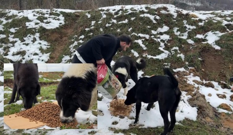 Aç kalan köpeklerin imdadına hayvanseverler yetişti