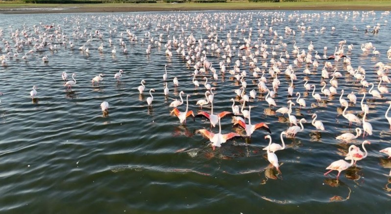 Akkaya Barajı'nda flamingo şöleni