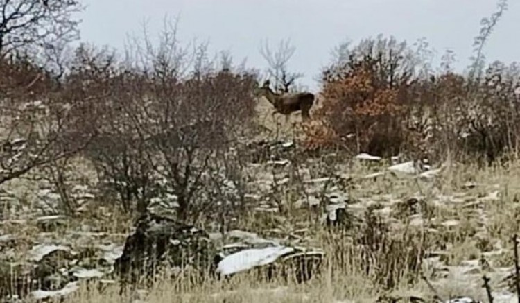 Ankara’da geyik sürüsü kameralara yansadı