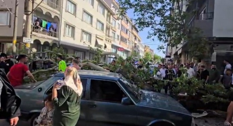 Araçların üzerine ağaç devrildi: 1 kişi yaralandı