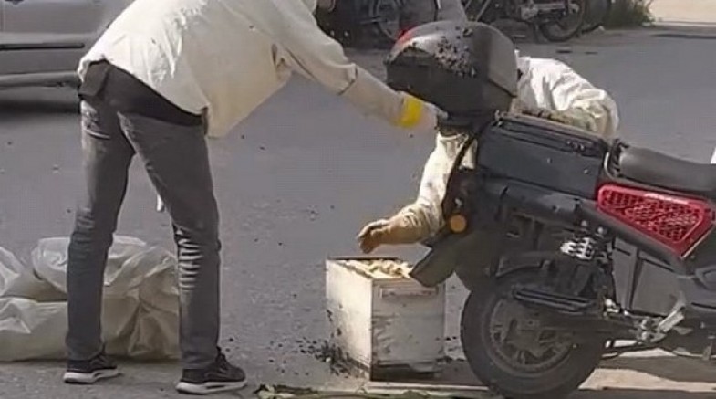 Arılar motosiklette oğul verdi