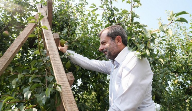 Armudu böcekler koruyor