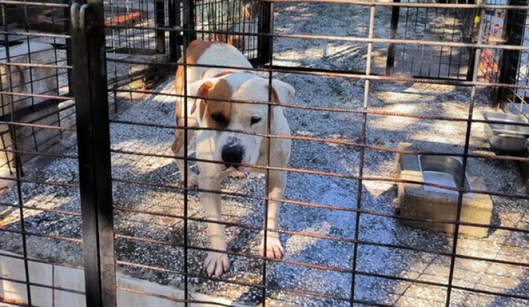Ata saldıran köpek yakalandı