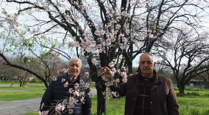 Bademler çiçek açtı