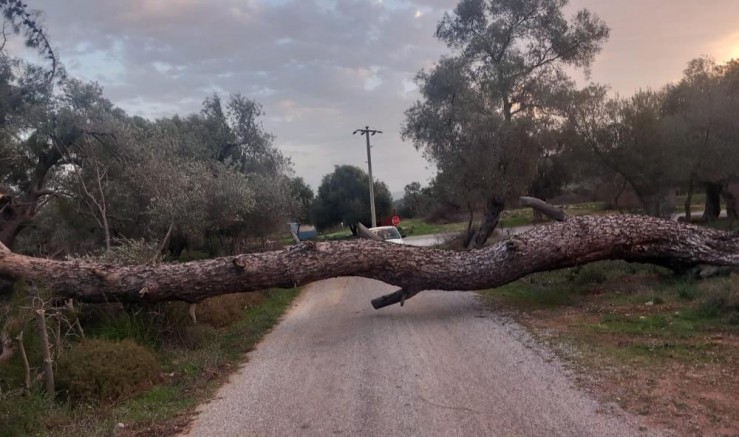 Bodrum’da fırtına ağaçları devirdi