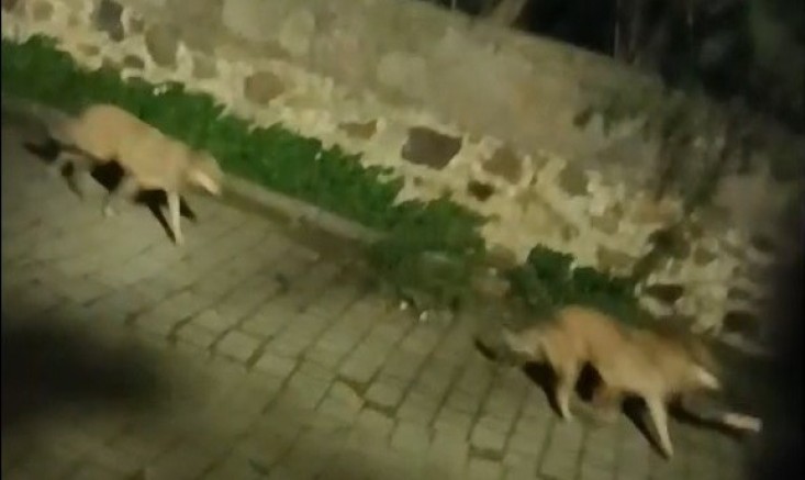 Bodrum'da kurt sürüsü görüntülendi