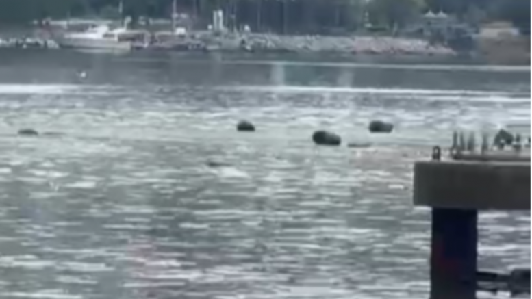 Bu görüntü Gemlik Körfezi'ne yakışıyor mu?