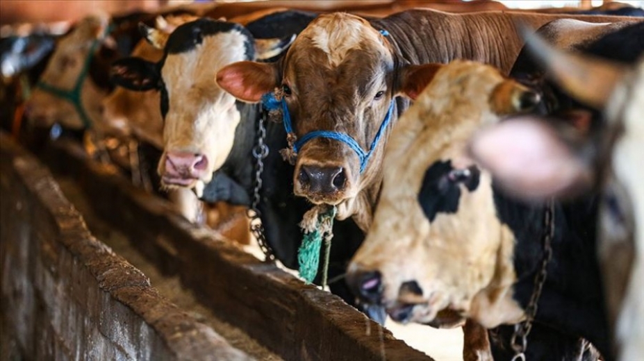 Bursa'da kurban kesim ve satış yerleri belli oldu!