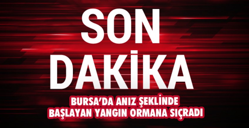 Bursa'da orman yangını