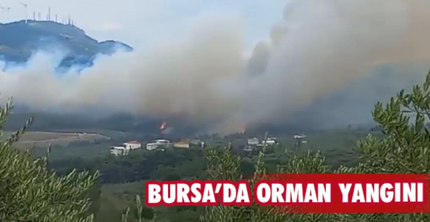 Bursa’da orman yangını