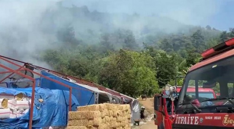 Bursa'da ormanlık alanda yangın