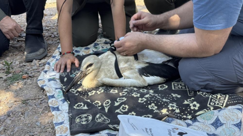 Bursa'da Yaren leyleğin yavruları artık takibe alındı!
