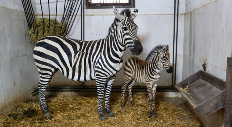 Bursa Hayvanat Bahçesi’nde zebra ailesi büyüyor