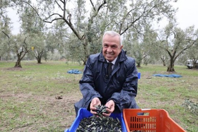 Bursa Nilüfer'de başkan Şadi Özdemir zeytin hasadına katıldı