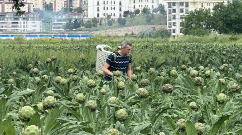 Bursa'nın enginarı, konut ve sanayi kıskacında