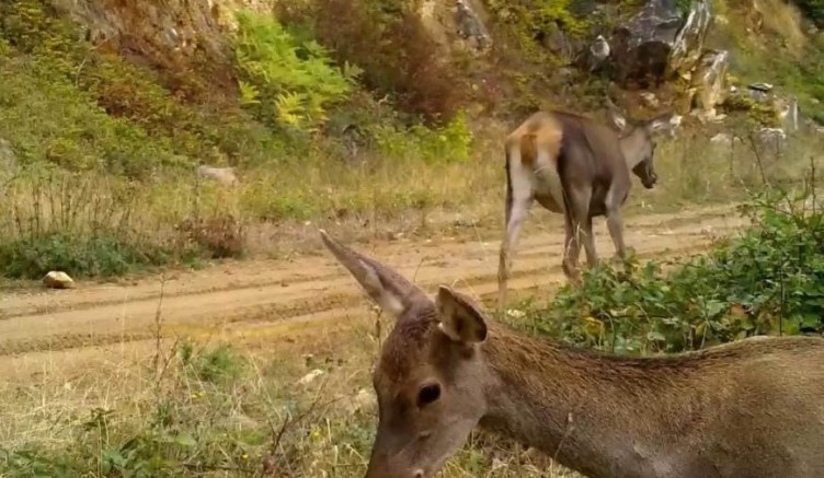 Bursa'nın kızıl geyikleri fotokapana takıldı