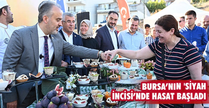 Bursa’nın 'Siyah incisi’nde hasat başladı