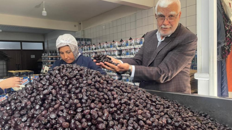 Bursa ve Balıkesir’de zeytin bereketi