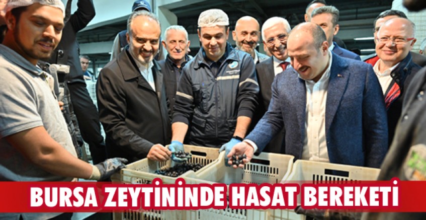 Bursa zeytininde hasat bereketi