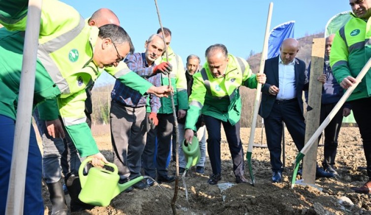 Büyükşehir’den kestane üretimine destek