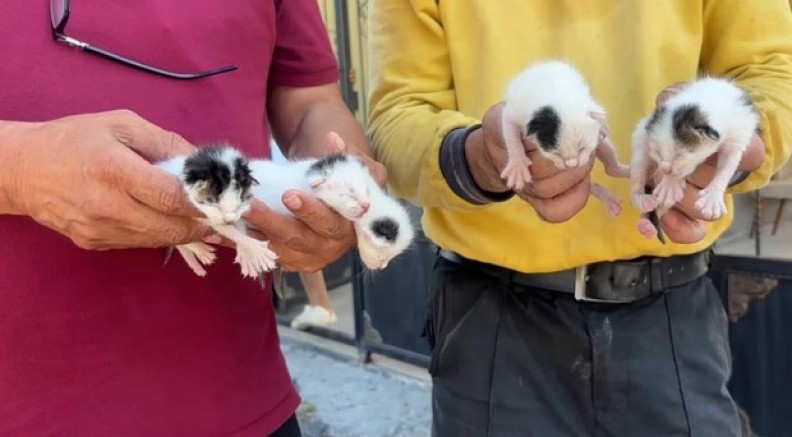 Çöpteki ağzı bağlı poşetten 5 yavru kedi çıktı