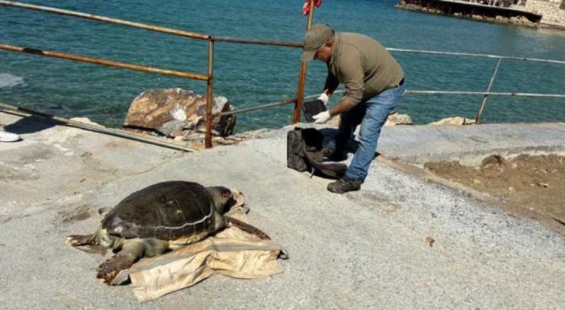 Deniz kaplumbağası ölümleri artıyor