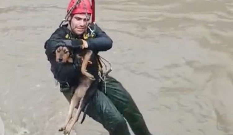Dereye düşen köpek itfaiye tarafından kurtarıldı