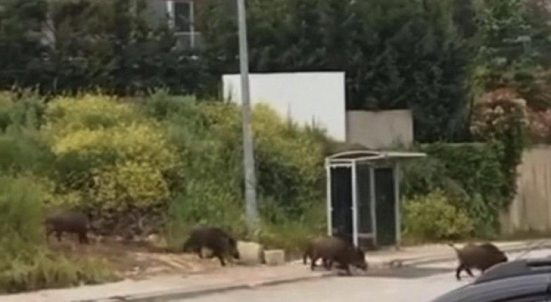 Domuz sürüsü, gündüz şehir merkezine indi