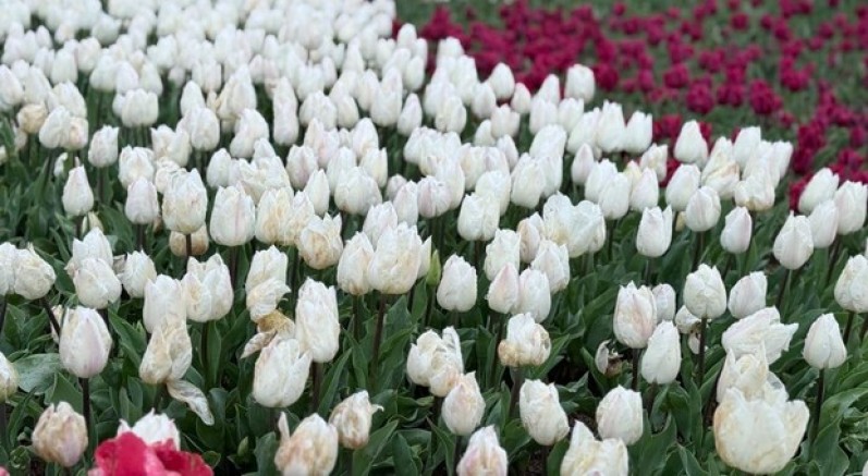Emirgan Korusu’nda lale festivali başladı