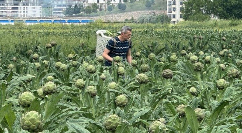 Enginarın yeni başkenti Bursa oluyor