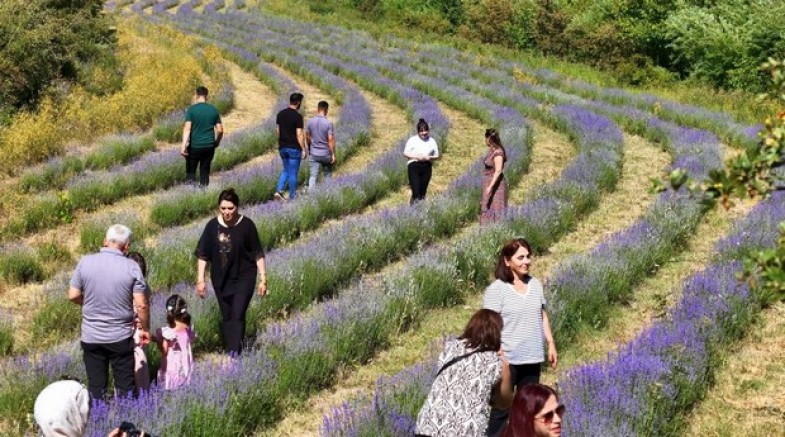 Erzincan'daki lavanta bahçesi ziyaretçilerin ilgi odağı oldu