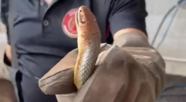 Feribottan inen araçtan yılan çıktı