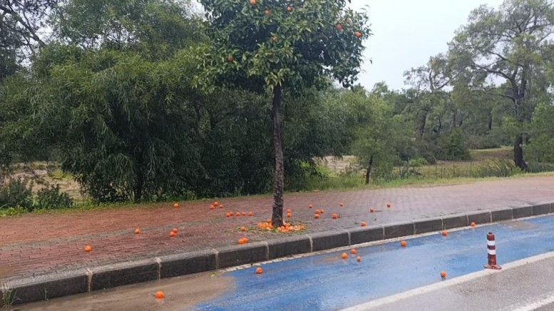 Fırtına ve yağmur turunçları yollara döktü