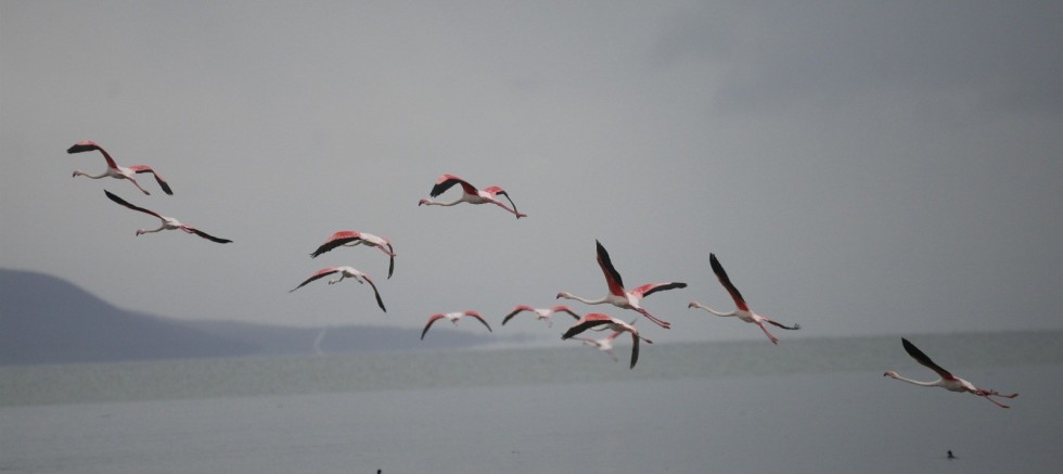 Flamingolardan İznik Gölü'nde görsel şölen