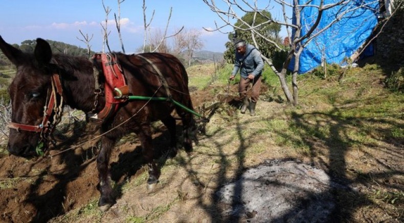 Gençler köyü terk edince iş yaşlılara kaldı