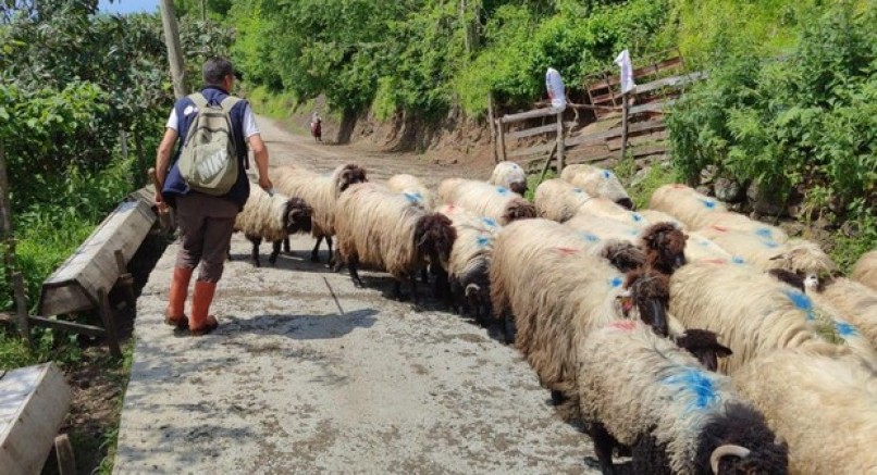 Giresun’da yayla göçü başladı