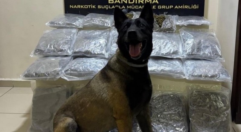 Gübre torbalarının altına gizlenen skunk ele geçirildi