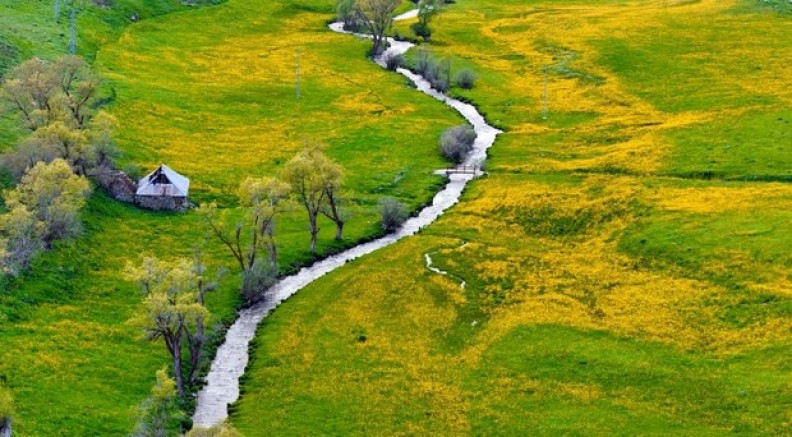 Gümüşhane'deki o vadi sarıya boyandı