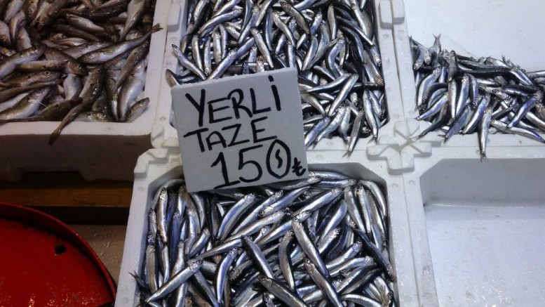Hamsi bu defa şaşırttı