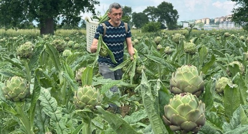 Hasanağa diye Kıbrıs enginarı almayın