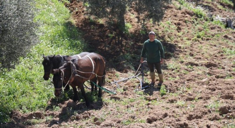 İncir ve zeytin üreticisinin zorlu mücadelesi
