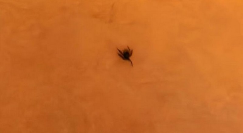 İnegöl'de kene alarmı