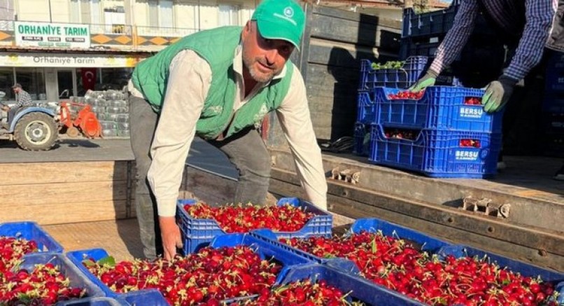 İznik’te karabodur kirazı hasadı başladı