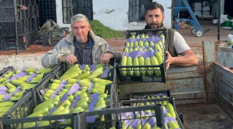 İznik'te mevsimin ilk kabak hasadı