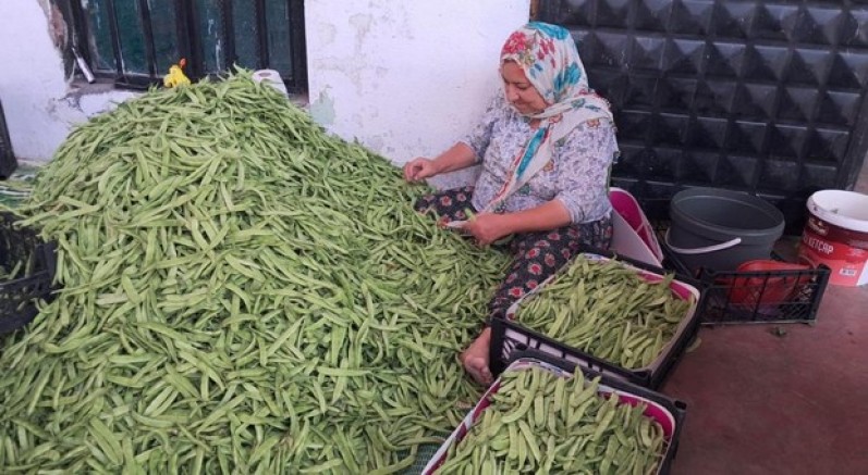 İznik'te Nazende fasulyesinde ilk hasat başladı